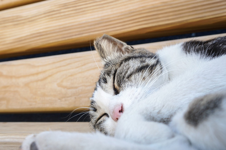 在街头长椅上瞌睡猫