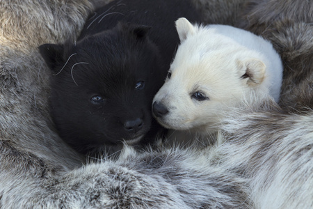 白色和黑色的小狗躺在皮肤上
