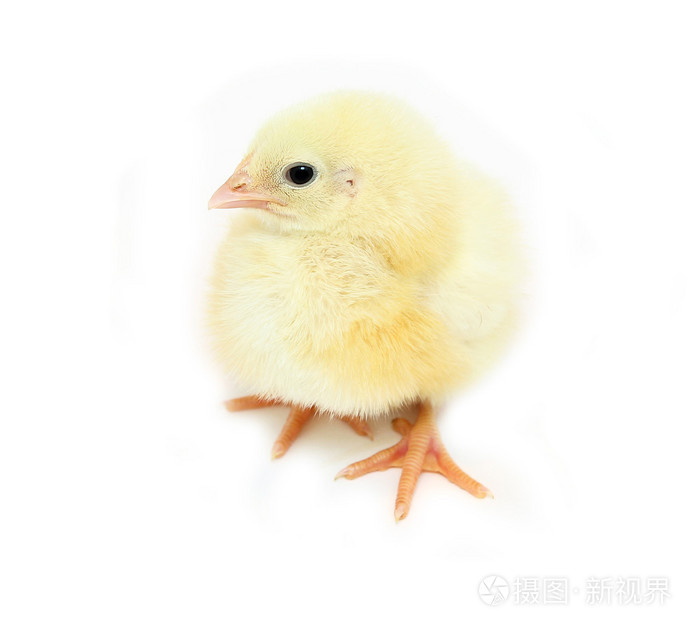 雏鸟只小黄鸡