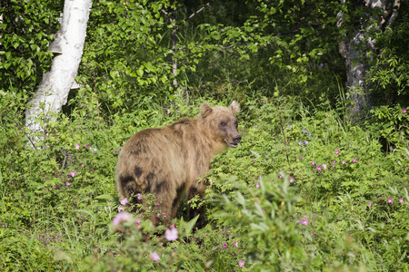 在野外，堪察加半岛，俄罗斯熊