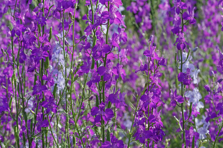 田野飞燕草花