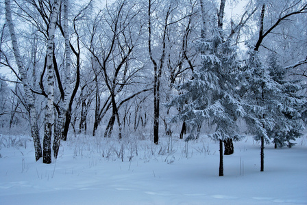 鄂木斯克地区冬季西伯利亚城市公园