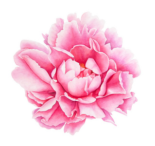 白色背景下粉红牡丹花的水彩写实画
