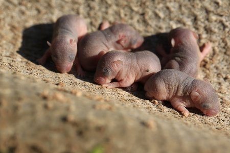 小鼠户外刚出生的婴儿野生老鼠小老鼠照片
