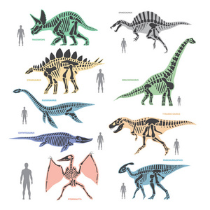 Dnosaurs seletons 剪影骨骼动物和侏罗纪妖怪捕食恐龙向量平面图