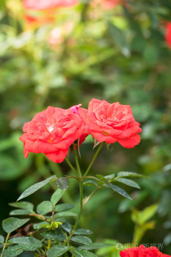 在花园里的玫瑰