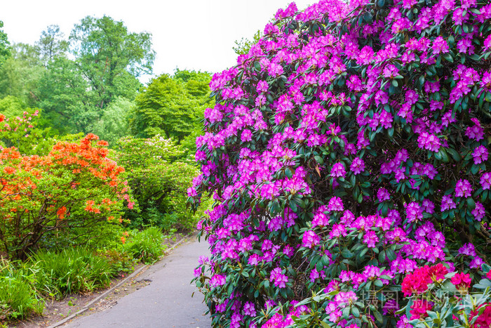 花园杜鹃花灌木