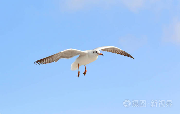 在天空中飞翔的海鸥