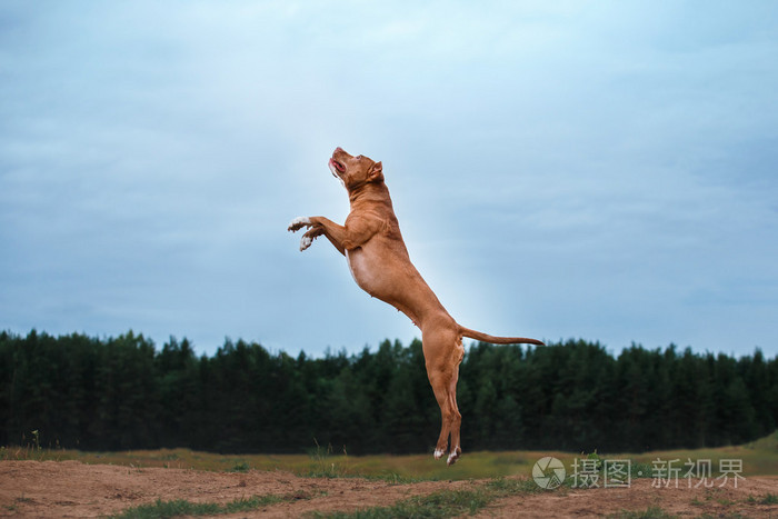 狗玩跳跃比特斗牛梗
