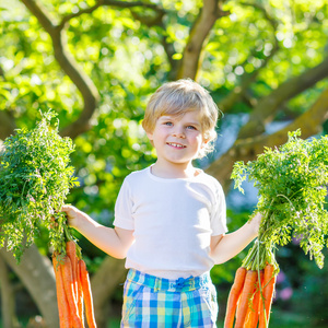 可爱的小小孩男孩用在国内的花园里的胡萝卜