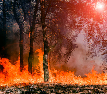 森林火灾。被烧毁的树木后野火 污染和大量的烟