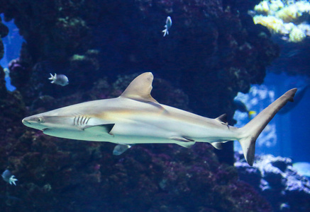 在水族馆的鱼游泳的鲨鱼