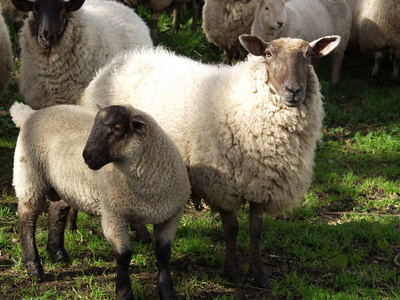 放牧在绿色牧场的羊群