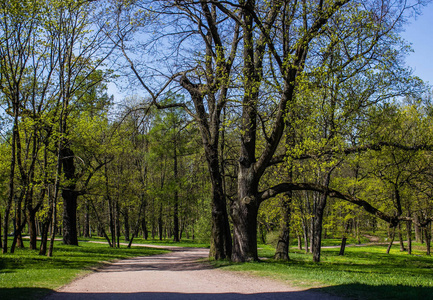 Gatchina 公园的夏日傍晚