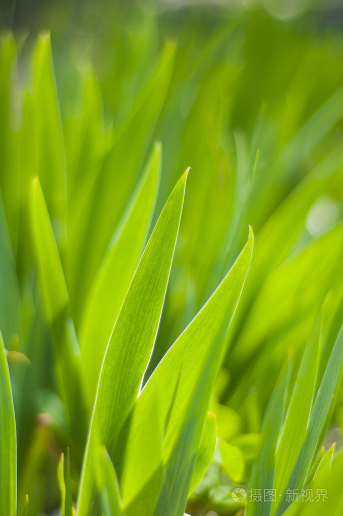 绿草亮起与阳光
