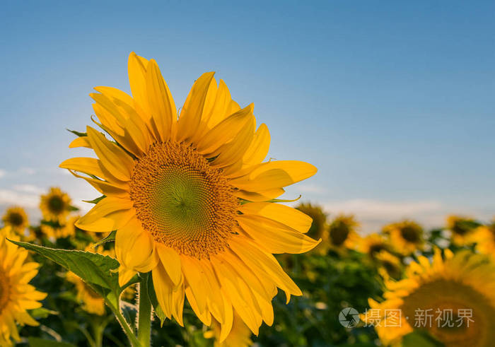 美丽的风景与向日葵字段在多云的蓝天和灿烂的阳光灯