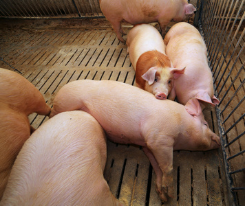 猪的猪圈外面图片