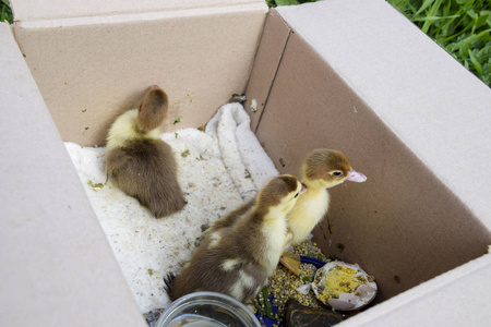 在庇护所里和干草对地板和一盒住宿过夜的麝香鸭雏鸭照片