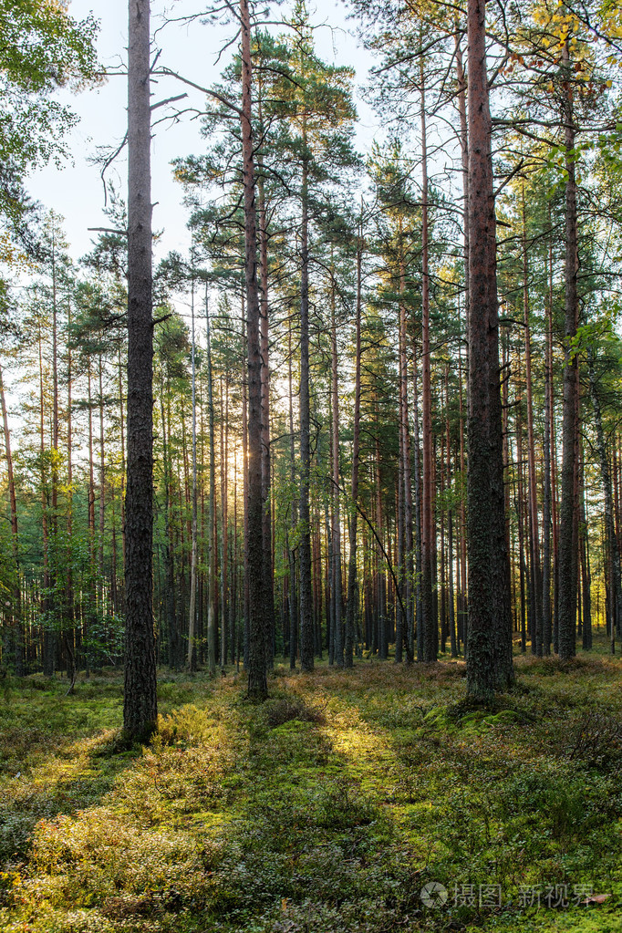 在初秋的针叶林