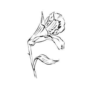 墨迹花手绘矢量抽象艺术墨迹纹理图形素描画插图在白色背景下的莉莉花