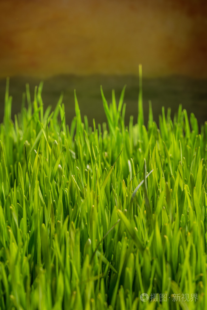 绿草背景