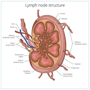 淋巴结门样结构图片