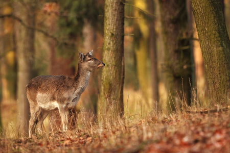 休闲鹿 Dama Dama。在捷克共和国拍摄。它遍布欧洲。捷克共和国的野生性质。美丽的动物照片。美丽的哺乳动物这只动物有一只大鹿