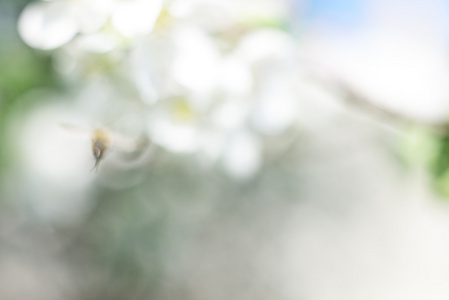 蜜蜂和白色的花朵