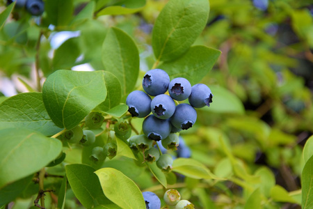 蓝莓植物