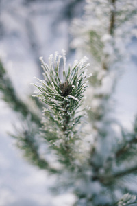 圣诞节的树枝在雪中的冬日阳光灿烂的日子