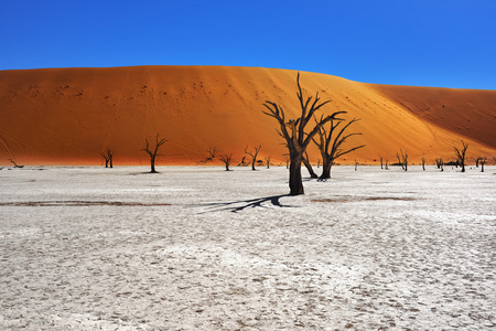 Deadvlei，苏斯。纳米比亚