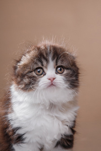 小猫苏格兰折耳猫品种