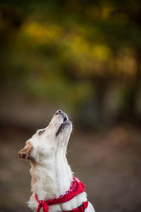 可爱的纯种拉布拉多猎犬图片