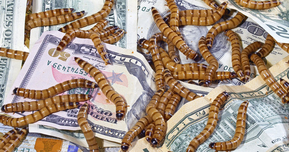 大丑虫子爬过美元纸币背景