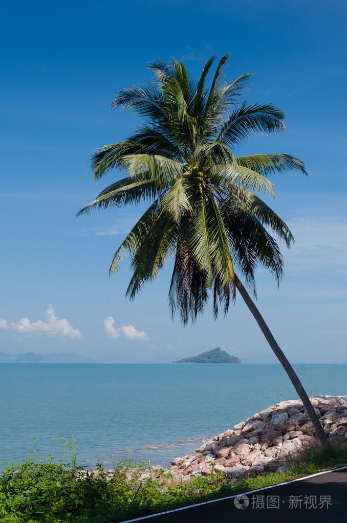 在海岸线旁的椰子树