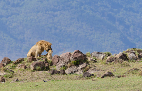 狮子自豪感特写 科学名字 虎狮子座或 辛巴在 Swaheli 在塔兰吉雷, 曼雅湖, Ngorogoro 国家公园, 坦