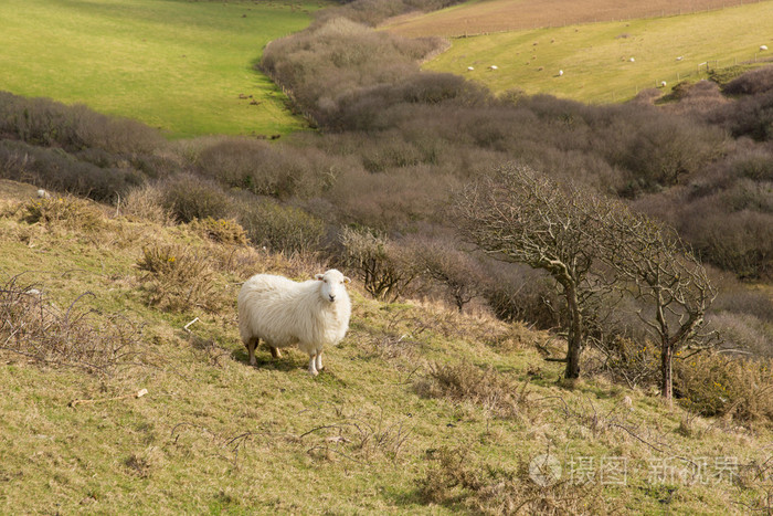 康沃尔郡乡下与英国与一只羊在一个字段中