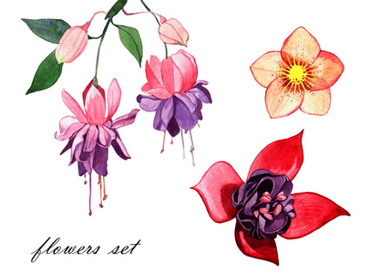 水彩春天花例证被隔绝在白色背景 紫红色花照片 正版商用图片06owcr 摄图新视界