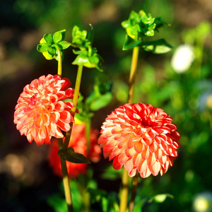 橙色大丽花和芽上 flowerbe 花园里的花朵