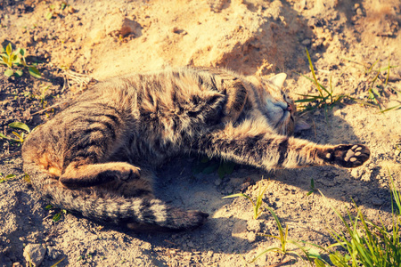 一只快乐的猫躺在泥路上的沙子上。猫喜欢夏天和温暖的天气