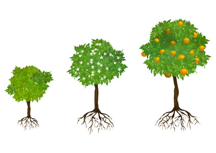 与根树木生长植物的根与意大利面意大利面叉与番茄罗勒干酪在白色背景