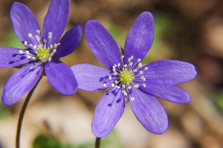 森林里的春天花朵紫罗兰图片