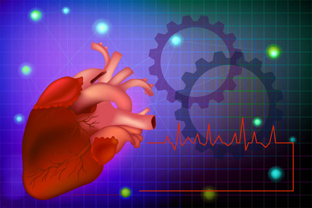 矢量图表现实人心。3d. 人体心脏解剖。心脏病海报