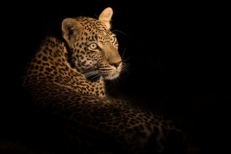豹子躺在黑暗中休息和放松