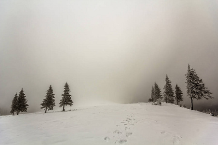 冬雾景观与雪覆盖松树