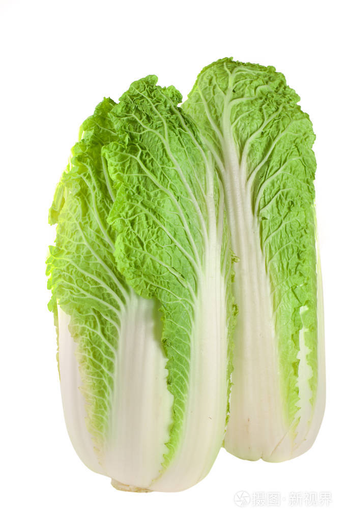 大白菜在白色背景上孤立
