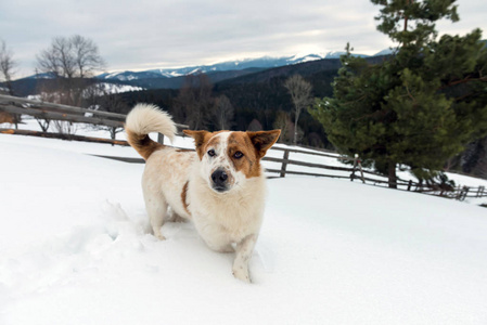 滑稽的小狗在冬天山