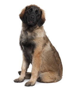 leonberger 的小狗，6 个月大，坐在前面的白色背景