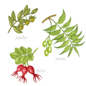 霍霍巴·内姆·布莱尔. 准备好了.照片