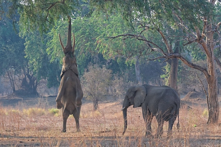 非洲象在向法力池边觅食